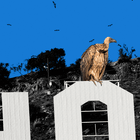 The Day of the Vulture is Here