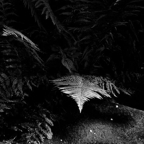 A series of photographs featuring plants and flora finding unusual places to grow