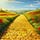 On The Yellow Brick Road