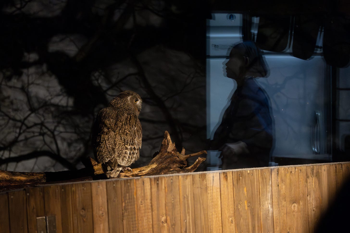 a big brown owl with yellow eyes  perched on a wooden log right behind the top of a wooden fence with a snowy tangly landscape behind it at night. he's looking to he right, where the image shows a reflection of a woman in a kitchen looking to the left, as if the two are looking at each other.