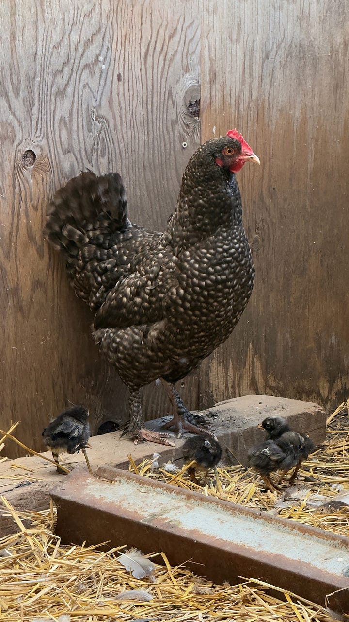 A black mother hen guides her 4 newly hatched chicks. | One white turkey and one black turkey walk in front of their weather-worn red barn.