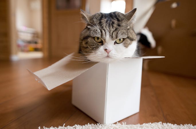 Maru the cat, who broke record by squishing himself into tiny ...