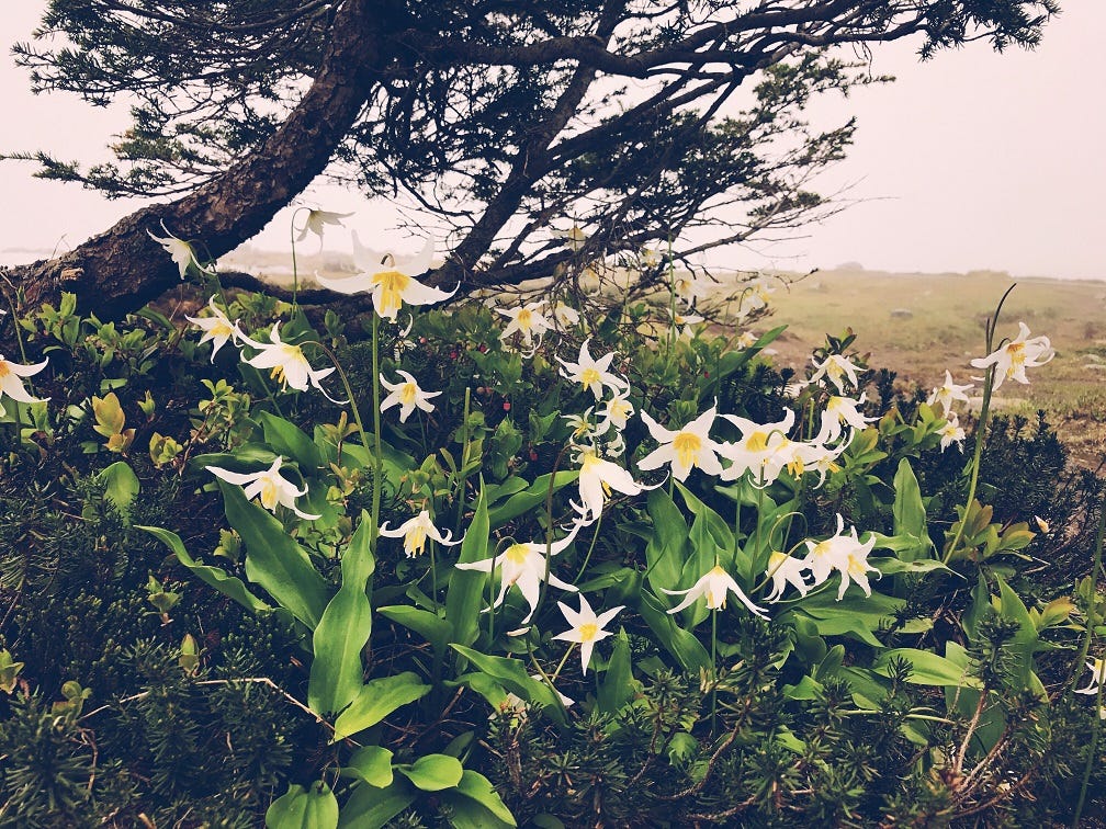 A small group of white Avalance Lilies growing under a mountain pine tree on a foggy, summer day.