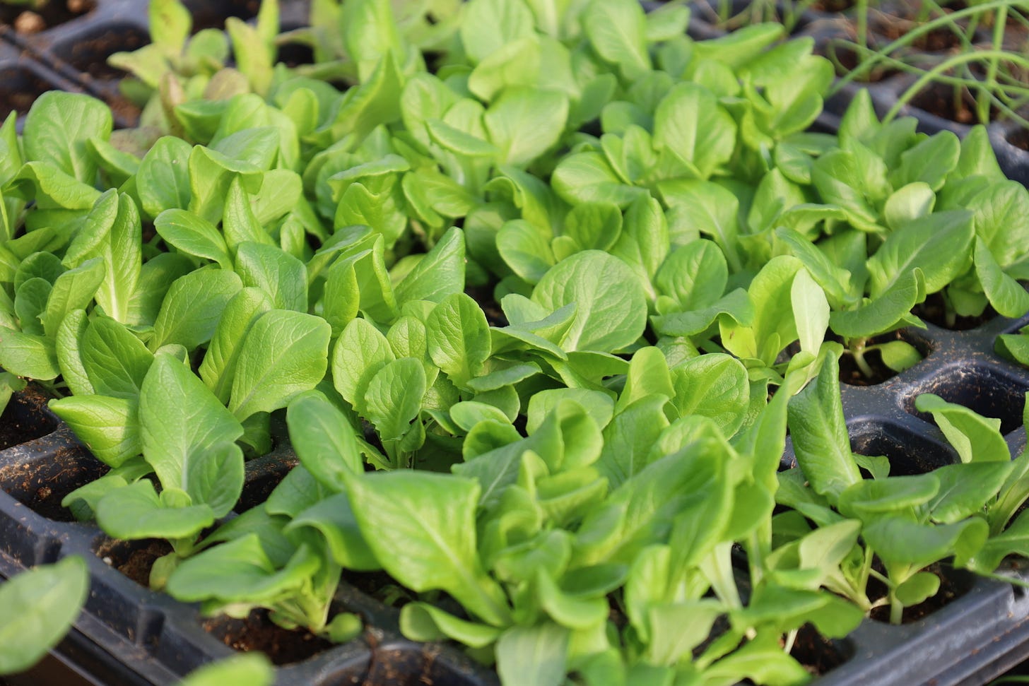 Lettuce seedlings