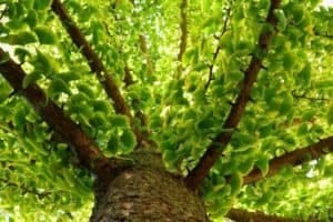 Tree canopy