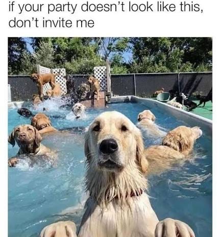 Now this is a party 🔥 (Fetched from @/pupculturememes) . . . . #dogmeme  #dog #meme #dogmemes #dogsofinstagram #doggo #dogs #memes #doggomeme  #dogstagram #funnydog #puppy #animalmemes #dogsdoingthings #dogsbeingbasic  #animalmeme #doggomemes #funnydogs ...
