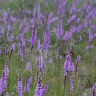 Return to the Sandhills