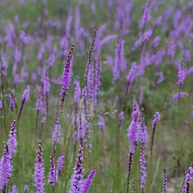 Return to the Sandhills