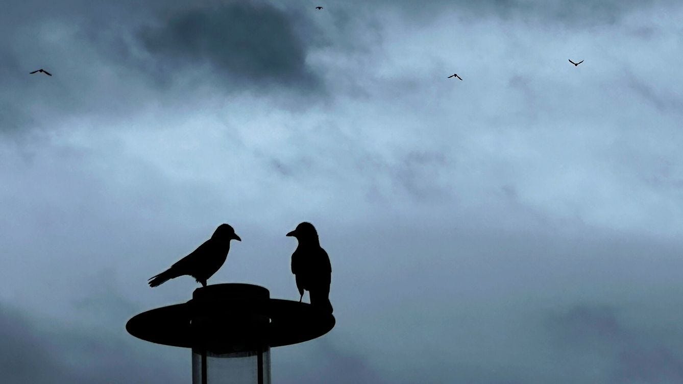 Foto: Dos pájaros sobre una farola en Berlín. (EFE/Hannibal Hanschke)
