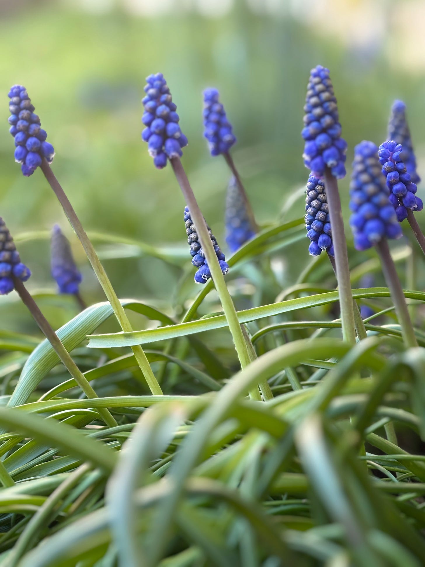 A clump of deep blue grape hyacinths (muscari armeniacum) that have self-spread in my garden
