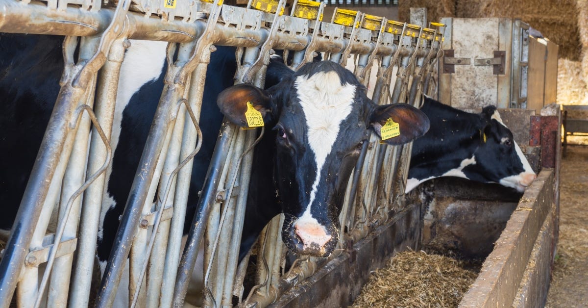 Cows in a farm in Settle, North Yorkshire.