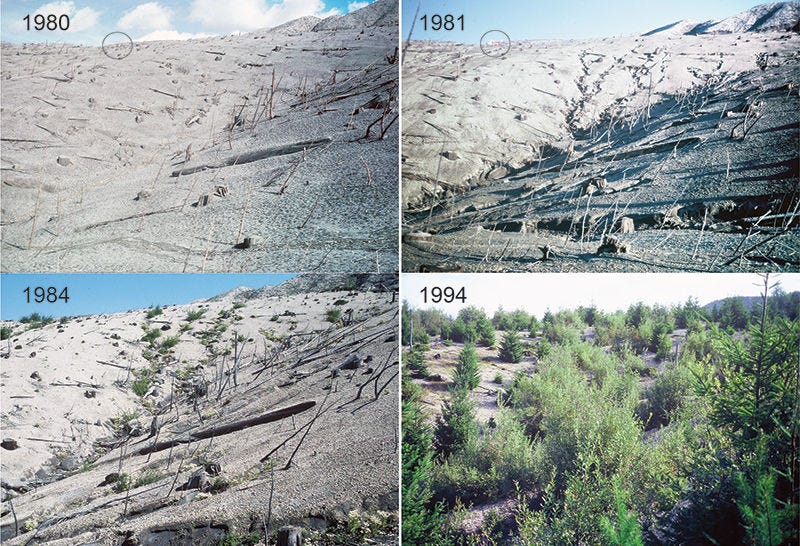 Mt. St. Helens regeneration

