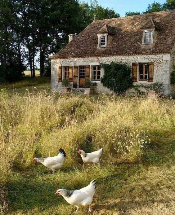 A picture of an old-style cottage in a field with trees behind it and grass turning into hay in front of it. Three white chickens with black around their necks and tail feathers face the left of the image A picture of an old-style cottage in a field with trees behind it and grass turning into hay in front of it. Three white chickens with black around their necks and tail feathers face the left of the image