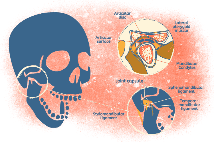 Temporomandibular Joint & Ligaments