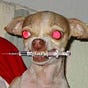 David Shimm's avatar