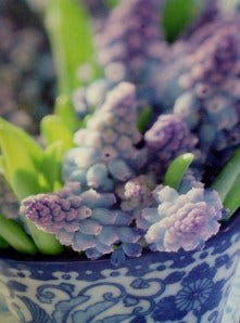 purple grape hyacinth
