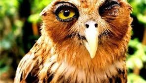 The Christmas Newsletter