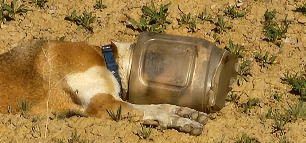 Dog laying on his side with a large, clear bucket over his head