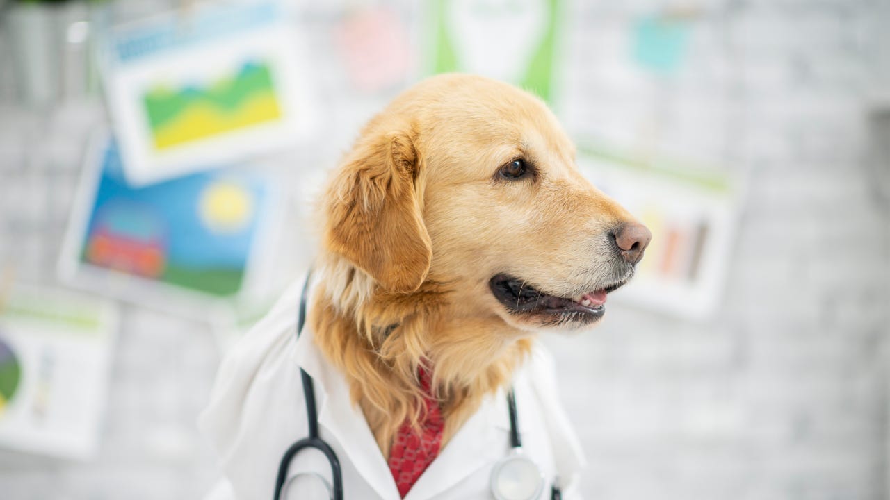 Labrador in a doctor coat posing as a physician. Can he be trusted as much as an AI chatbot?