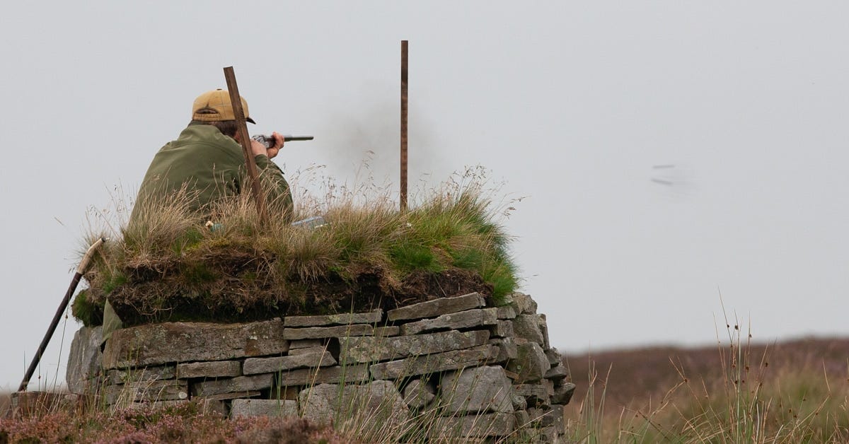 Grouse shooter in shooting butt Grouse shooter in shooting butt