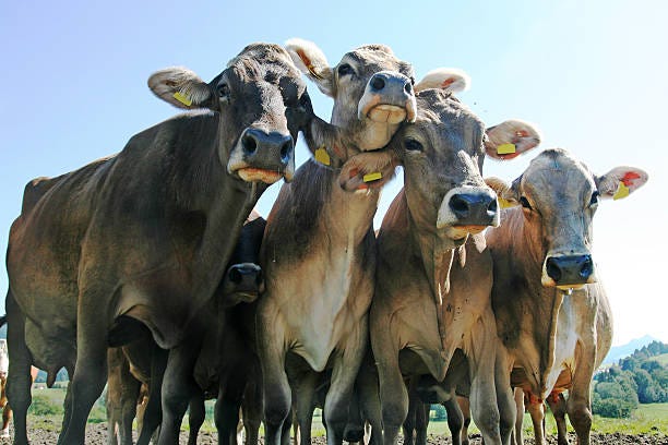 1,100+ Swiss Cattle Stock Photos, Pictures & Royalty-Free Images - iStock 1,100+ Swiss Cattle Stock Photos, Pictures & Royalty-Free Images - iStock