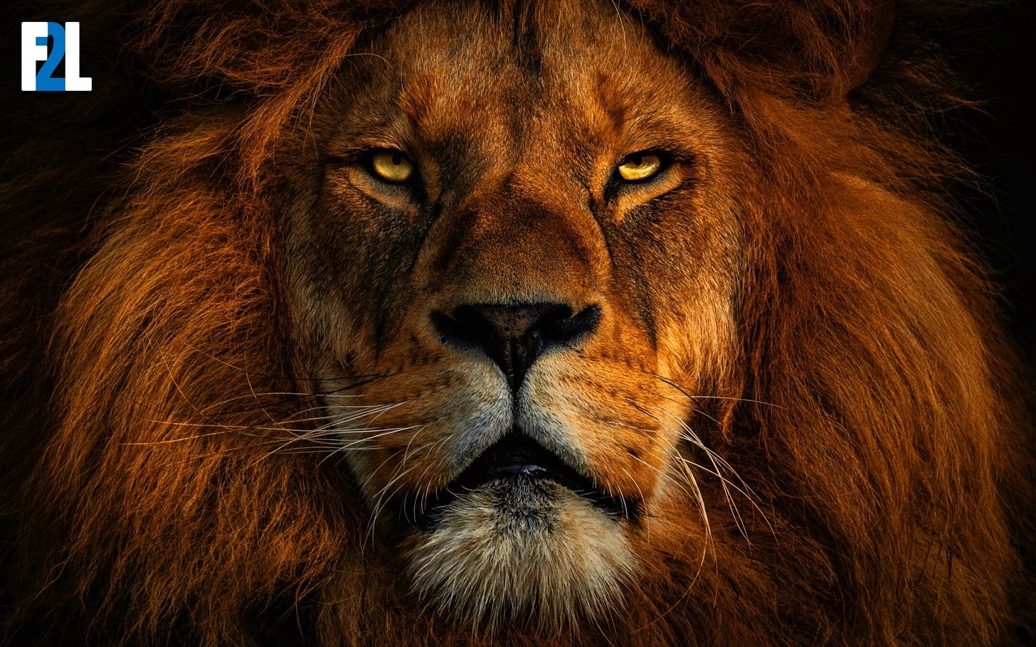 image of a very intimidating lion