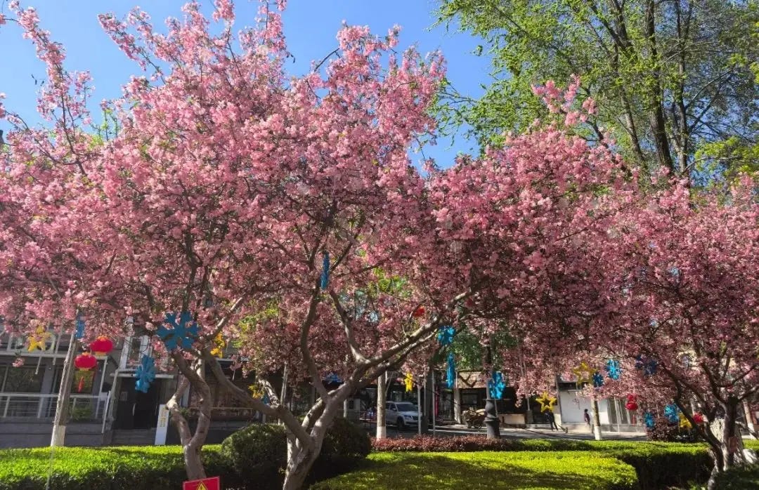 Chinese Crabapple Tree Chinese Crabapple Tree