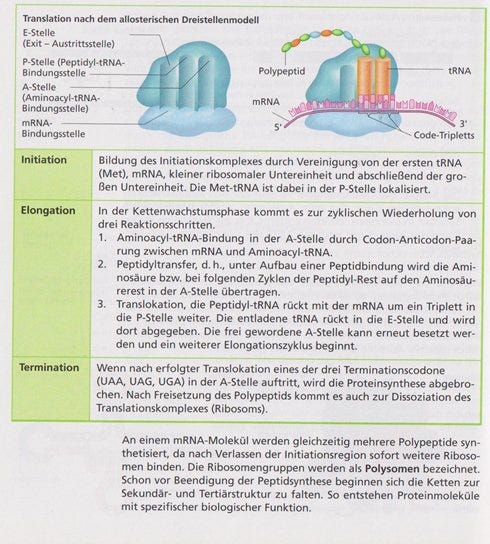 Haben wir es teilweise vielleicht mit einer Ribosomopathie zu tun?