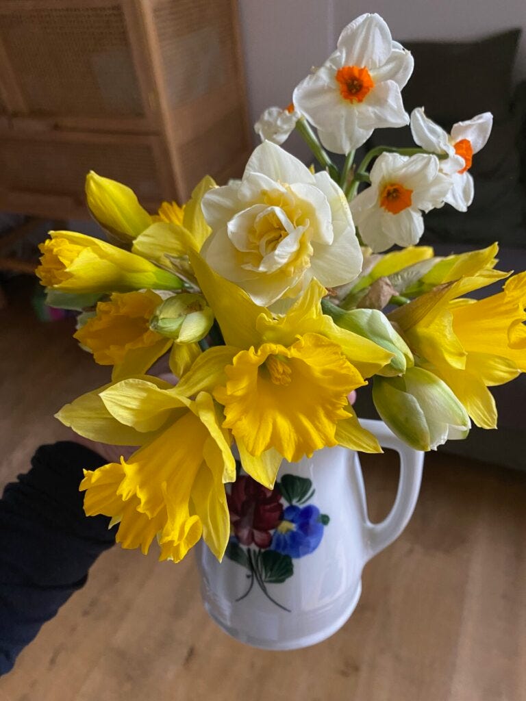 A close up of the mixed narcissi including Cragfords from the garden