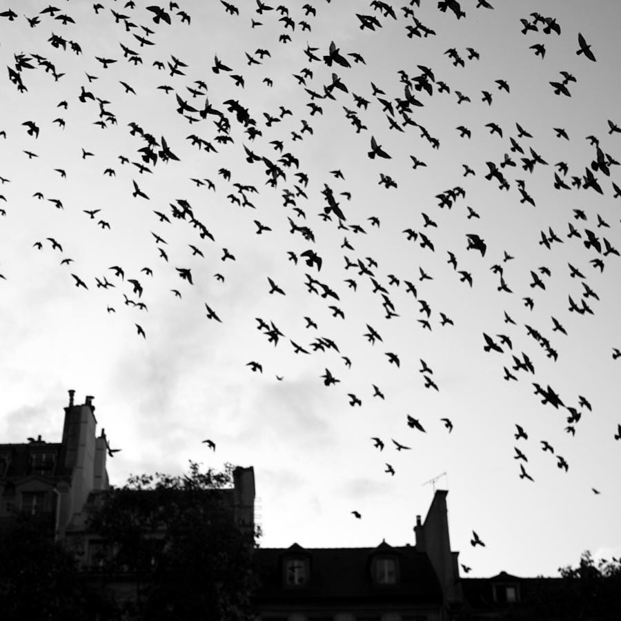 Flock Of Bird Flying by Miles Lau