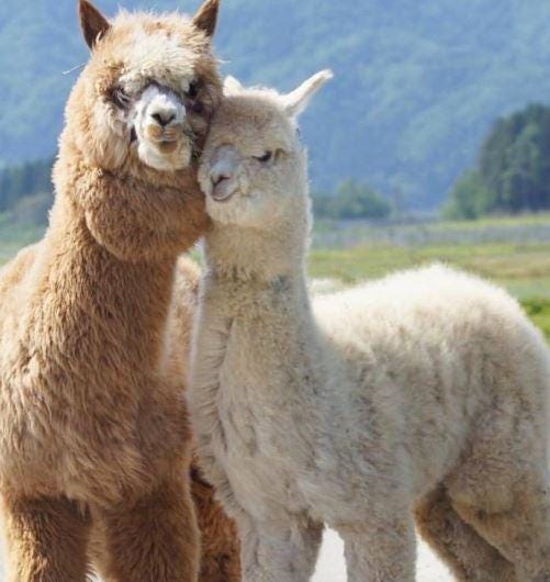 Alpaca Wool Duvet - Hand-made in Peru – Duvets Ungava