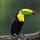 X avatar for @VeryGayToucan