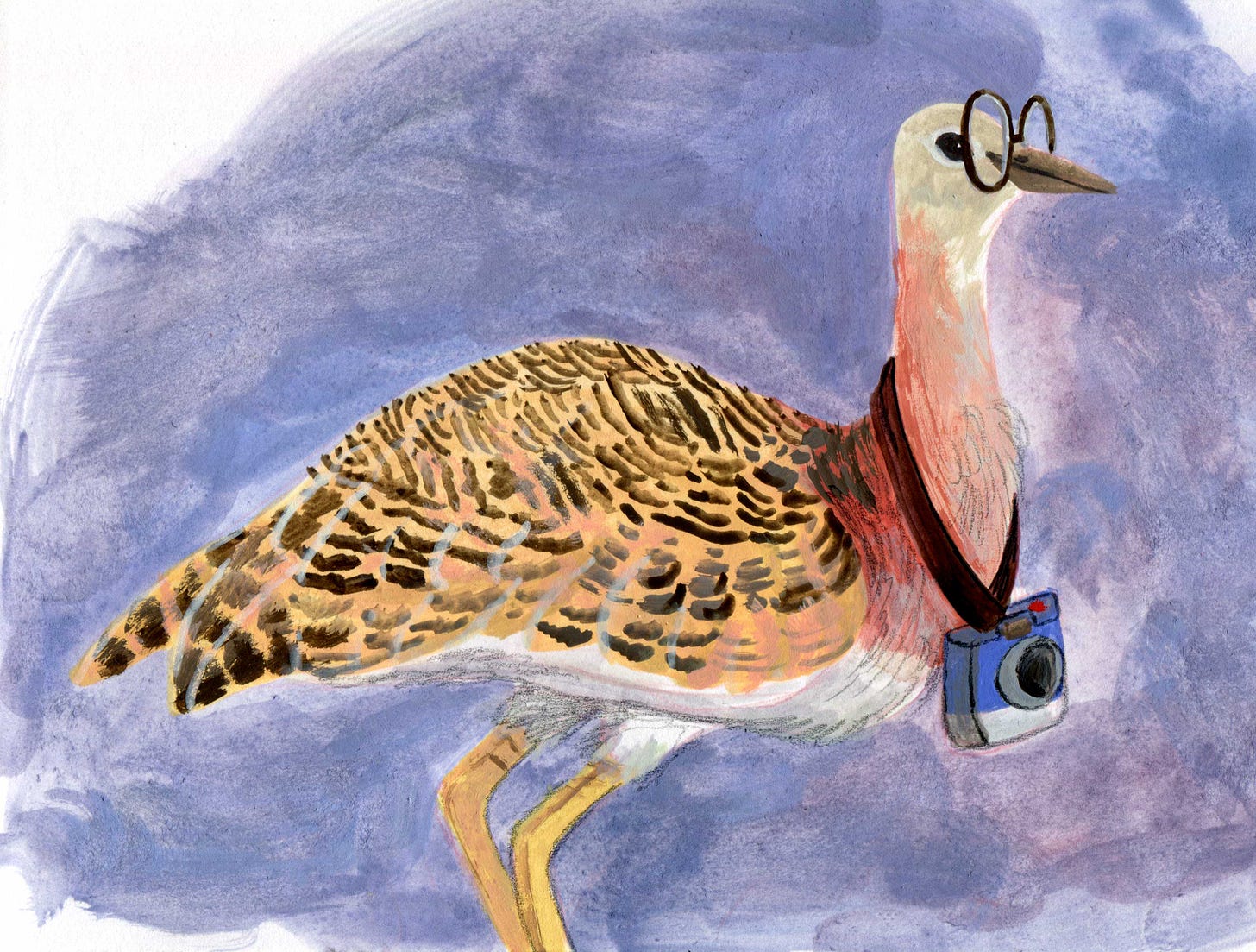 Illustration of a Great Bustard by Kayla Stark