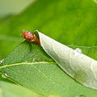 The Return of the Spicebush Swallowtails!