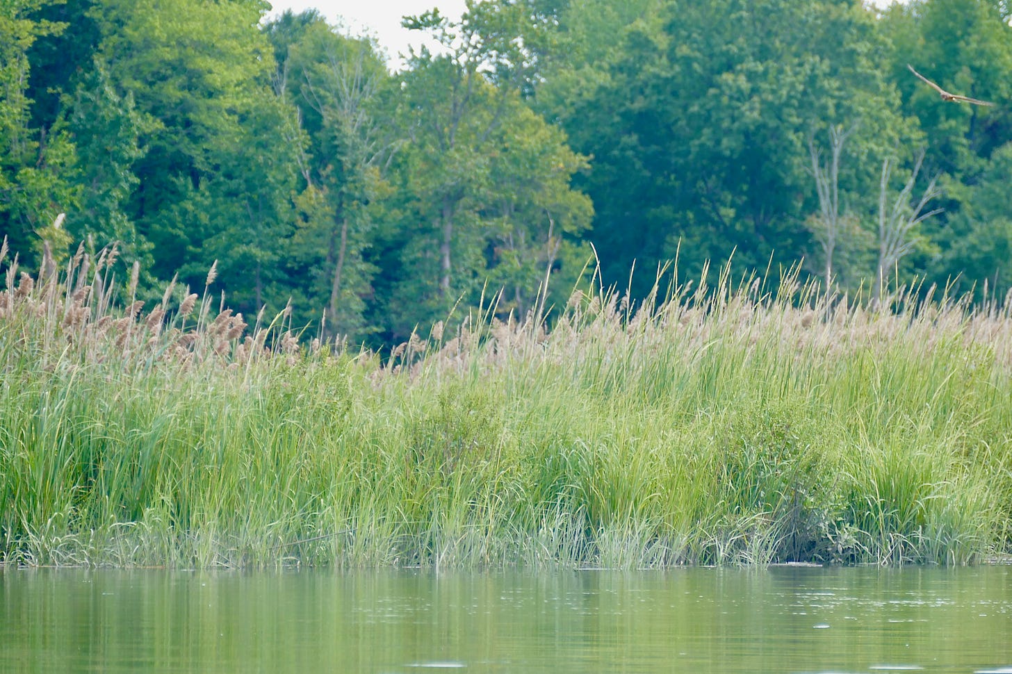 Green marsh; Northern Harrier flying above in upper right corner of photo