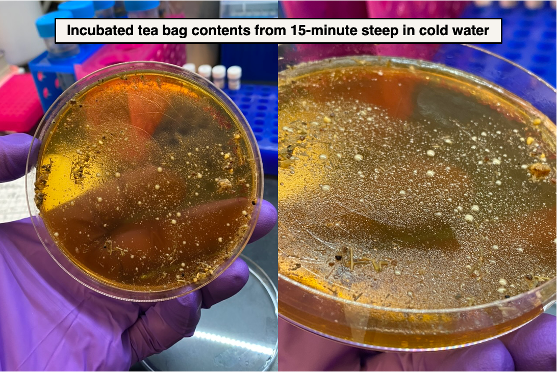 A close up of a petri dish

AI-generated content may be incorrect.