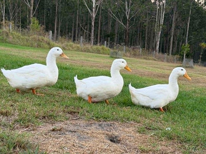 3 white ducks waddling in a line in a field