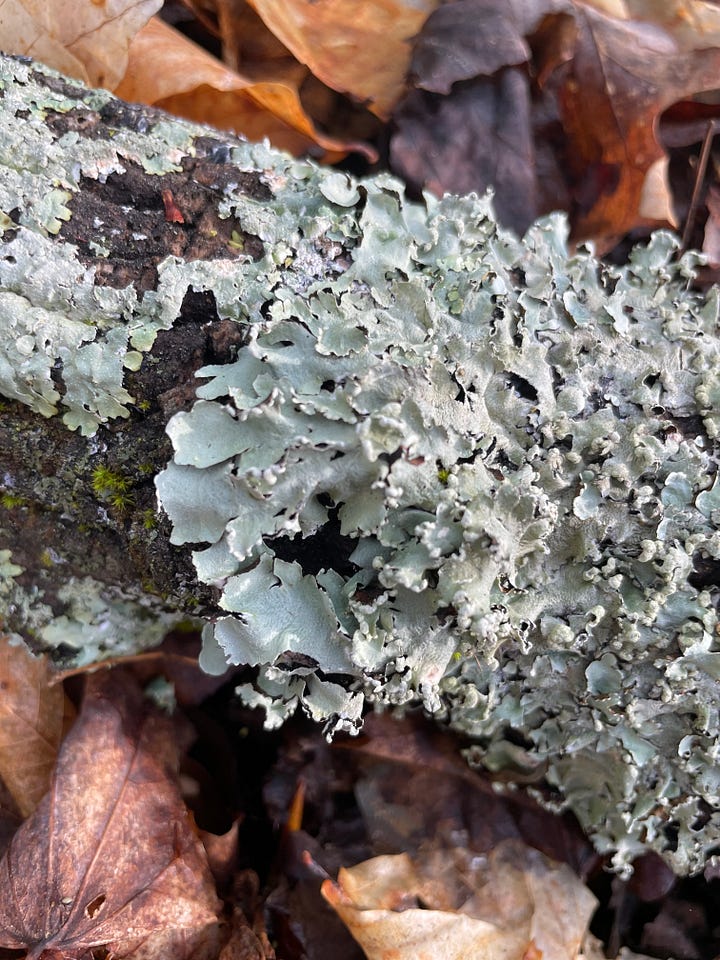 Four photographs: 1) ruffly pale green lichen growing on a dead log, 2) fine, bright green hair-like moss growing in several clumps on the ground, 3) pink flower buds and white 5-petaled flowers growing in a cluster, 4) scallop-shaped mushrooms with brown and white striations growing on a dead, fallen tree