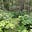 Jalene Forest Girl's avatar