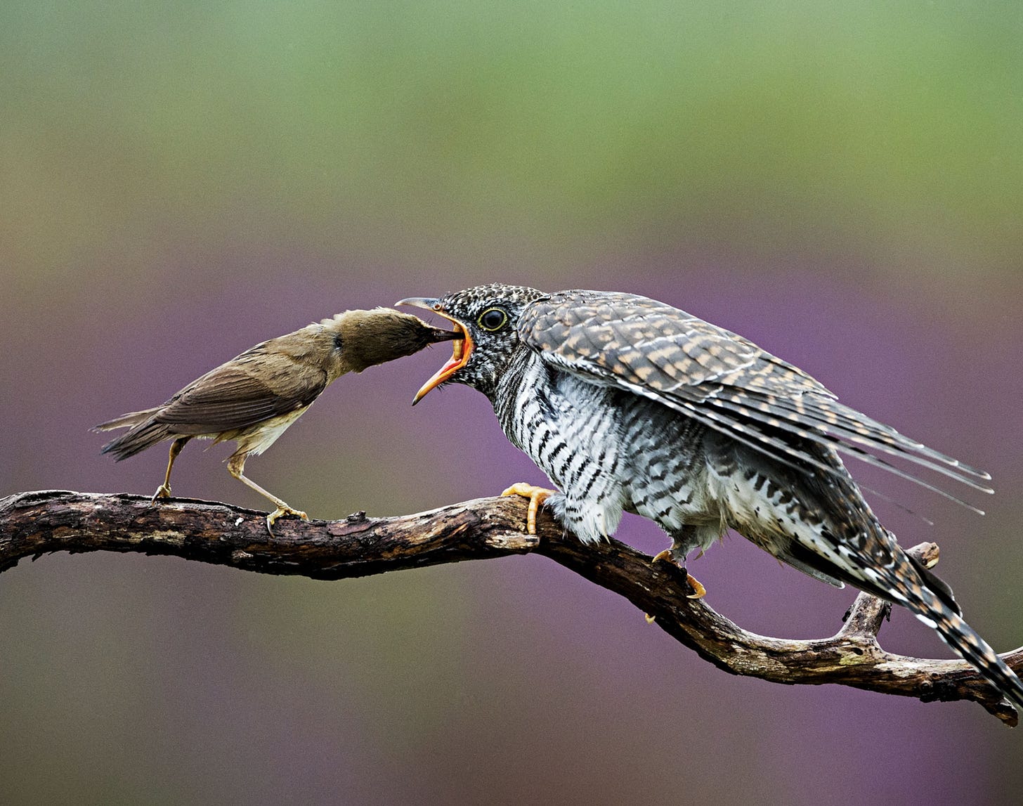 a reed warbler feeding the much larger cuckoo chick