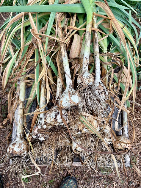 harvesting softneck garlic