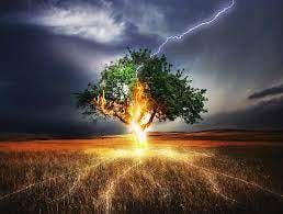 Trees Reaction to Lightning and Wind During Thunderstorms | Wachtel Tree  Science