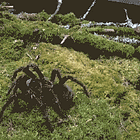 Tarantulas? There’s A Tab For That! Tabs, Wed., Oct. 14, 2026