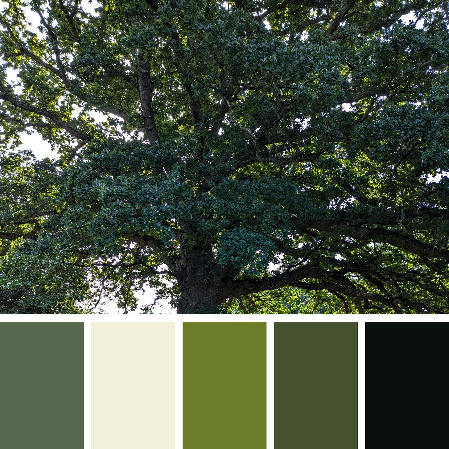 A photo of the branches of a large, old tree and a palette of five various green colours taken from the image