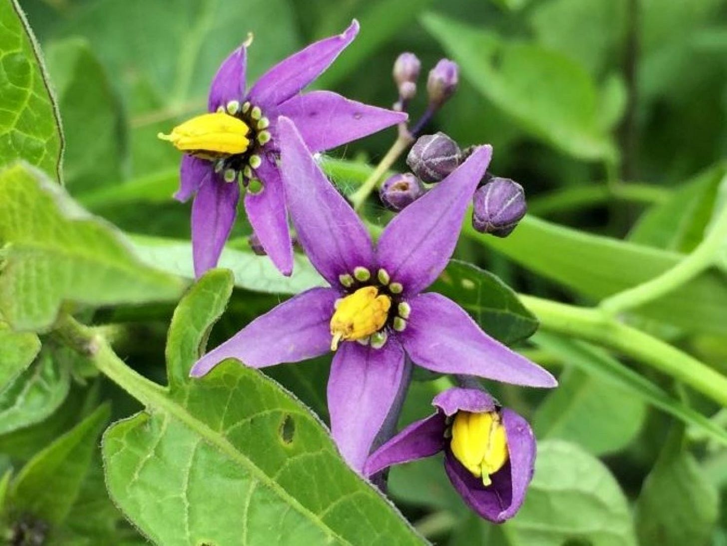 Black Nightshade - Wild Food UK