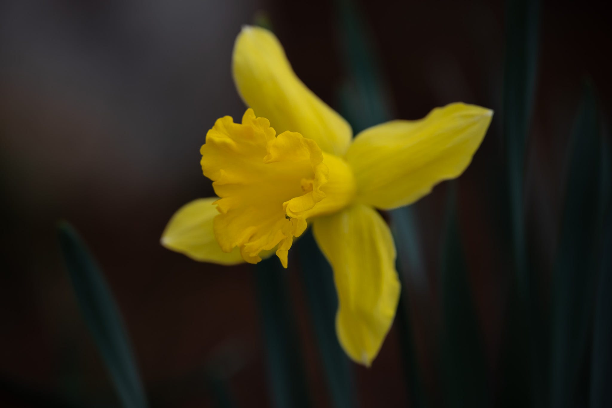 A single yellow daffodil against a dark background