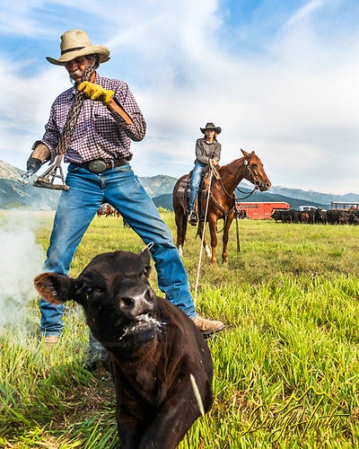 Star Valley Wyoming ranchers Slim and Cidnie Clark.  Branding time. 