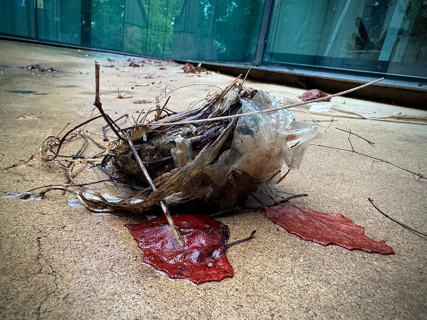 Cardinal nest of grass, twigs and plastics