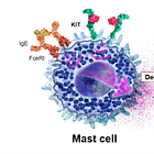Mast Cell Activation Syndrome (MCAS) - Much More Than Just A Histamine Issue