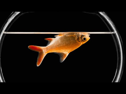 How to fix a floating goldfish to swim like normal again